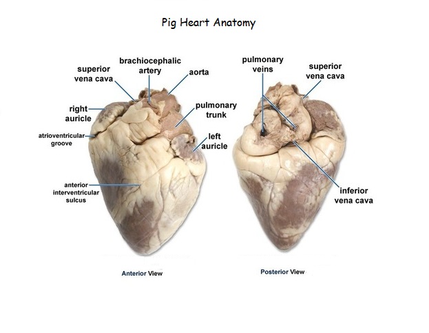 heart-dissection